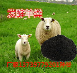 选择河北旺润农业科技，共创羊粪有机肥绿色财富新篇章